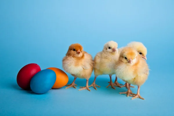 Пасхальные Яйца Куры Голубом Фоне — стоковое фото