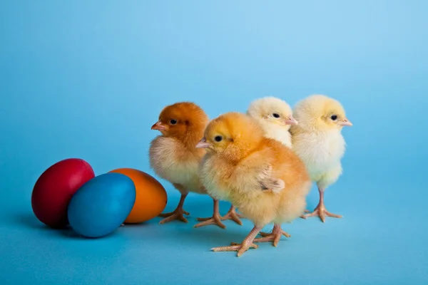 Oeufs et poulets de Pâques sur fond bleu — Photo