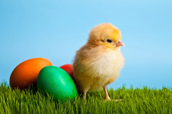 复活节鸡蛋和鸡在蓝色背景上的绿色草地上 — 图库照片