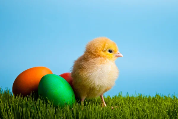 부활절 달걀과 닭 파란 배경에 녹색 잔디에 — 스톡 사진