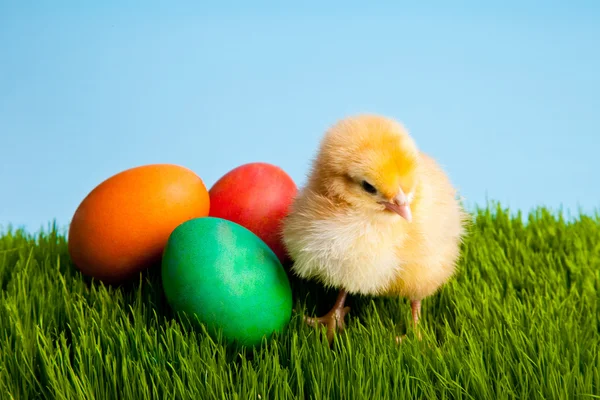 stock image Easter eggs and chickens on green grass on blue background