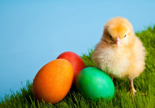 stock image Easter eggs and chickens on green grass on blue background