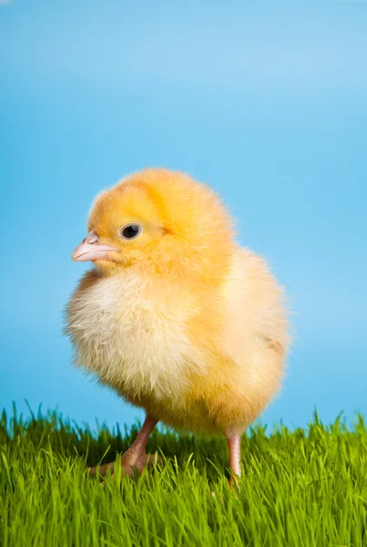 Huevos Pascua Pollos Sobre Hierba Verde Sobre Fondo Azul —  Fotos de Stock