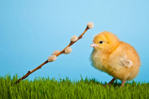 Пасхальные Яйца Куры Зеленой Траве Синем Фоне — стоковое фото