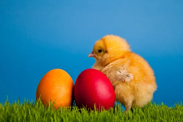 Ostereier Und Hühner Auf Grünem Gras Auf Blauem Hintergrund — Stockfoto