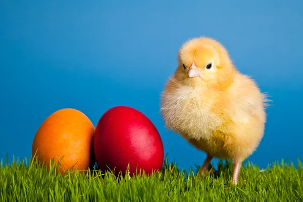 Paskalya Yumurta Tavuk Mavi Zemin Üzerine Yeşil Çimenlerin Üzerinde — Stok fotoğraf