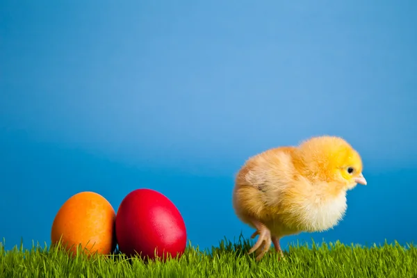 Пасхальные яйца и куры на зеленой траве на синем фоне — стоковое фото