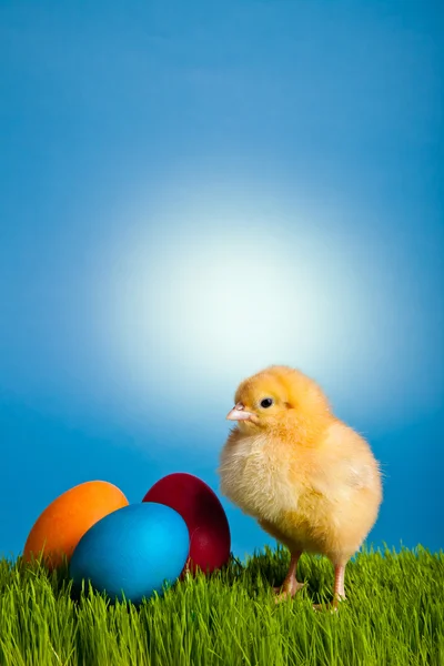 stock image Easter eggs and chickens on green grass on blue background