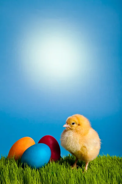 stock image Easter eggs and chickens on green grass on blue background