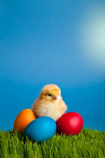 Stock image Easter eggs and chickens on green grass on blue background