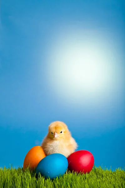 stock image Easter eggs and chickens on green grass on blue background