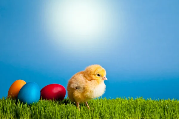 stock image Easter eggs and chickens on green grass on blue background