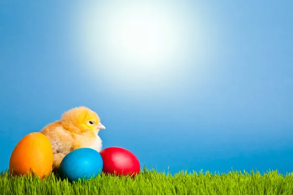 stock image Easter eggs and chickens on green grass on blue background