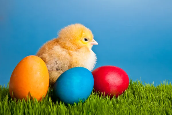 Velikonoční vajíčka a kuřata na zelené trávě na modrém pozadí — Stock fotografie