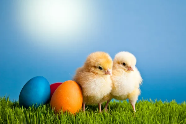 Easter eggs and chickens on green grass on blue background — Stock Photo, Image