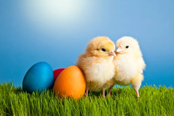 Paskalya Yumurta Tavuk Mavi Zemin Üzerine Yeşil Çimenlerin Üzerinde — Stok fotoğraf