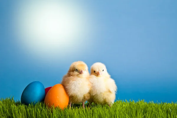 stock image Easter eggs and chickens on green grass on blue background