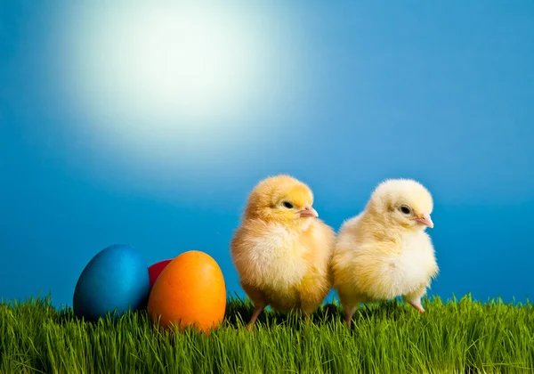 stock image Easter eggs and chickens on green grass on blue background