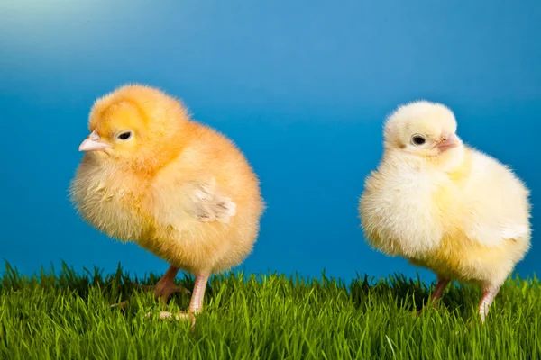 Пасхальные Яйца Куры Зеленой Траве Синем Фоне — стоковое фото