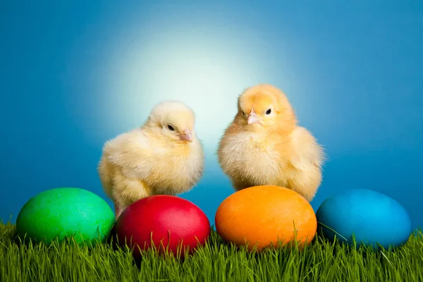 stock image Easter eggs and chickens on green grass on blue background