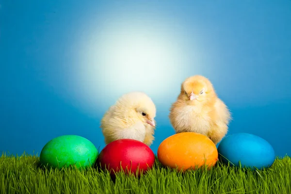 stock image Easter eggs and chickens on green grass on blue background