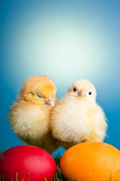 stock image Easter eggs and chickens on green grass on blue background