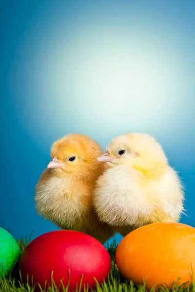 Huevos Pascua Pollos Sobre Hierba Verde Sobre Fondo Azul — Foto de Stock