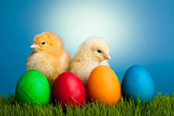 复活节鸡蛋和鸡在蓝色背景上的绿色草地上 — 图库照片