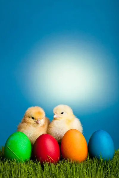 stock image Easter eggs and chickens on green grass on blue background