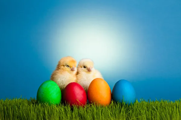 stock image Easter eggs and chickens on green grass on blue background