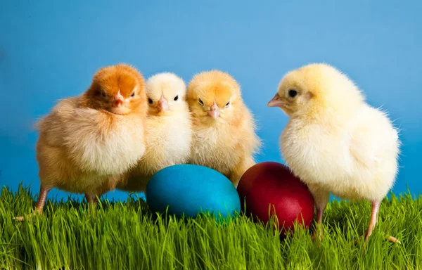 Velikonoční Vajíčka Kuřata Zelené Trávě Modrém Pozadí — Stock fotografie