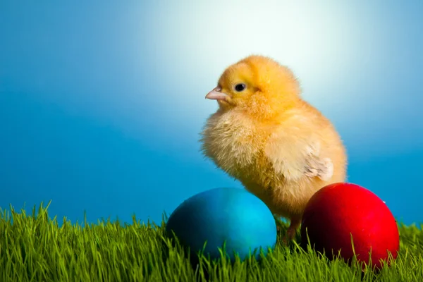 stock image Easter eggs and chickens on green grass on blue background