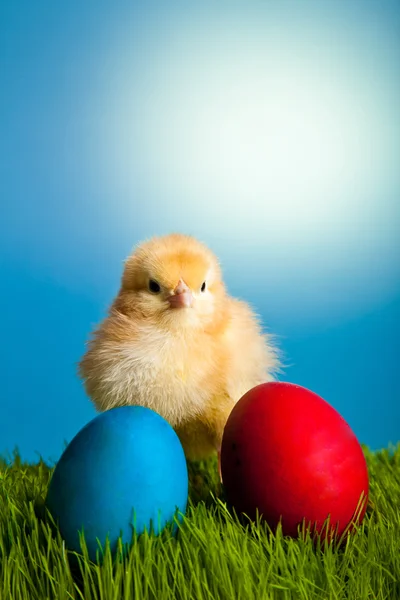 stock image Easter eggs and chickens on green grass on blue background