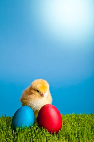 Stock image Easter eggs and chickens on green grass on blue background