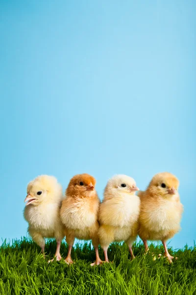 Easter eggs and chickens on green grass on blue background — Stock Photo, Image