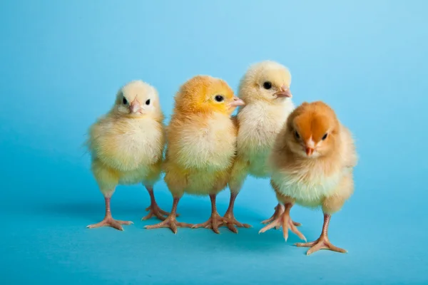 Пасхальные яйца и куры на голубом фоне — стоковое фото