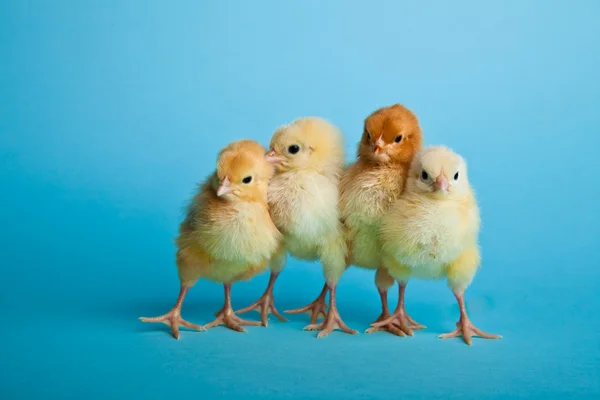 stock image Easter eggs and chickens on blue background