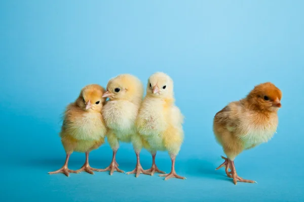 stock image Easter eggs and chickens on blue background