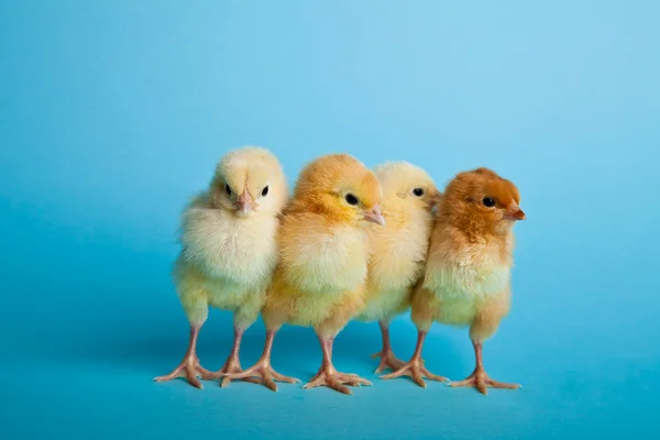 Ostereier Und Hühner Auf Blauem Hintergrund — Stockfoto