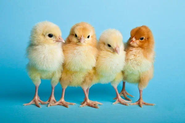 Pasen Eieren Kippen Blauwe Achtergrond — Stockfoto