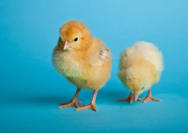 Húsvéti Tojás Csirkék Kék Háttér — Stock Fotó