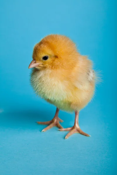 Ouă Paște Găini Fundal Albastru — Fotografie, imagine de stoc