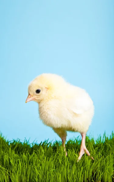 Ovos de Páscoa e galinhas na grama verde no fundo azul — Fotografia de Stock