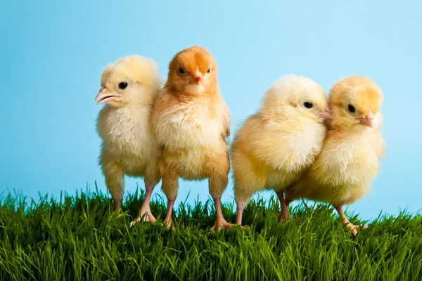 Oeufs de Pâques et poulets sur herbe verte sur fond bleu — Photo