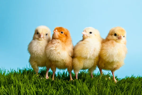 Пасхальные яйца и куры на зеленой траве на синем фоне — стоковое фото
