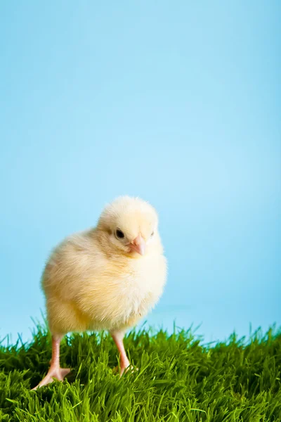 Húsvéti Tojás Csirkék Zöld Kék Alapon — Stock Fotó