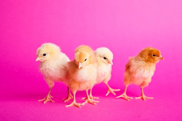 Пасхальные цыплята на розовом фоне — стоковое фото