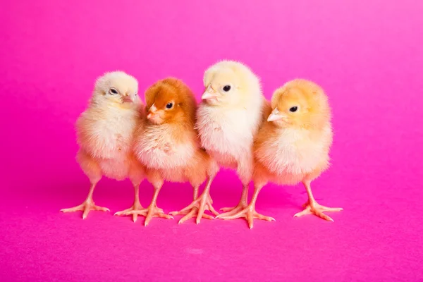 Пасхальные цыплята на розовом фоне — стоковое фото