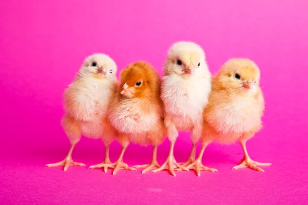 Пасхальные Цыплята Розовом Фоне — стоковое фото