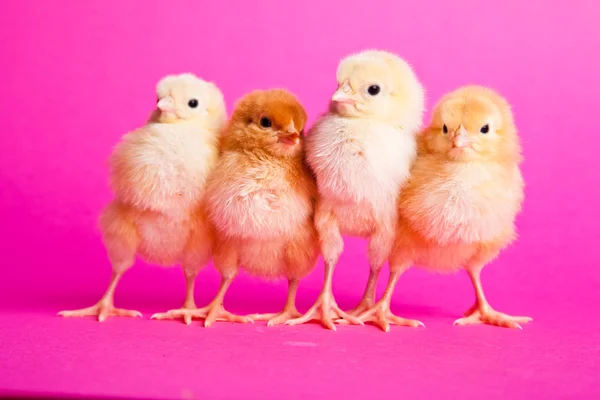 Пасхальные Цыплята Розовом Фоне — стоковое фото